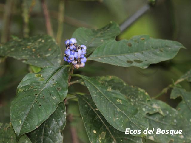  Psychotria brachiata