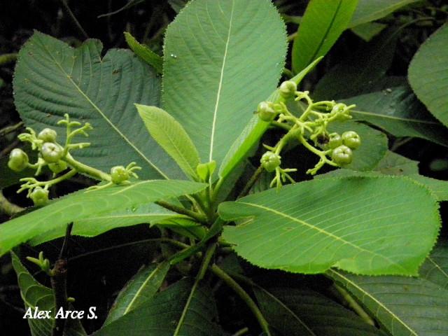 Saurauia montana (Moquillo)