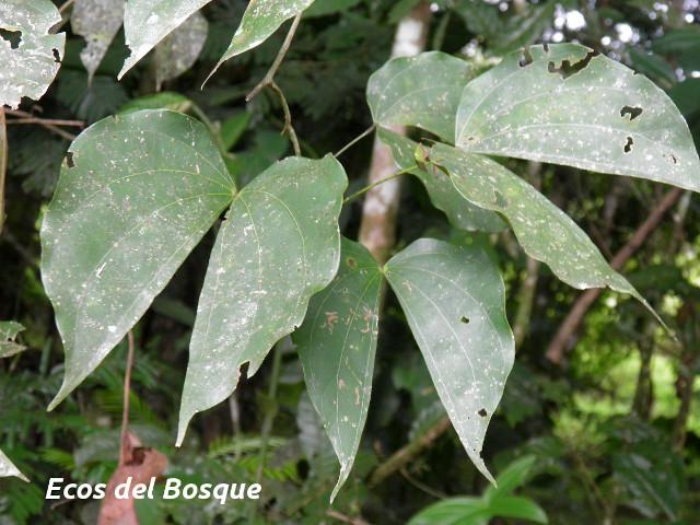 Schnella guianensis (Escalera de mono)