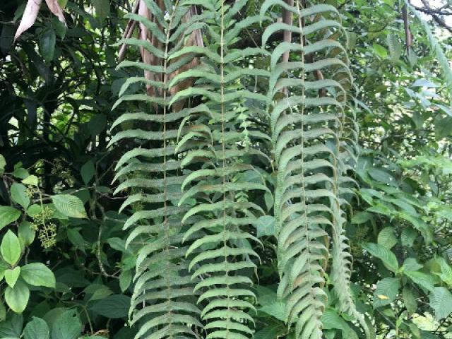 Serpocaulon dissimile