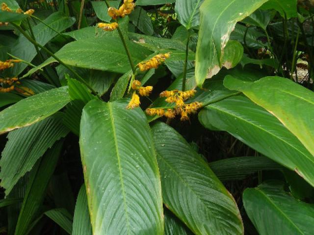 Stromanthe jacquinii