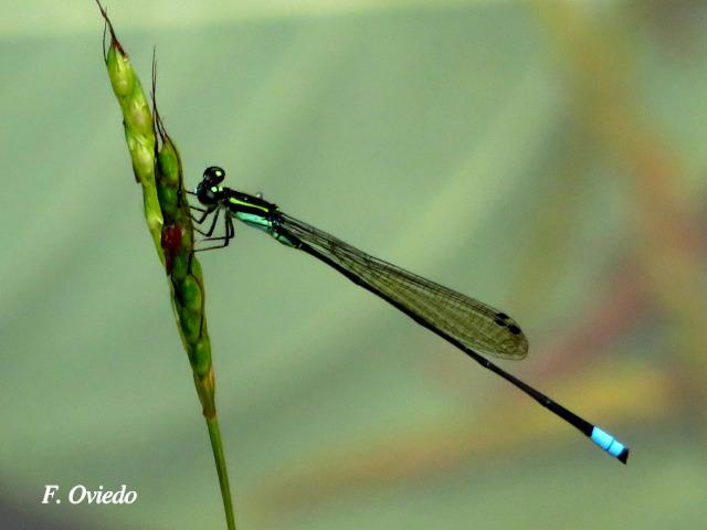 Acanthagrion speculum (Caballito de cola angulada)