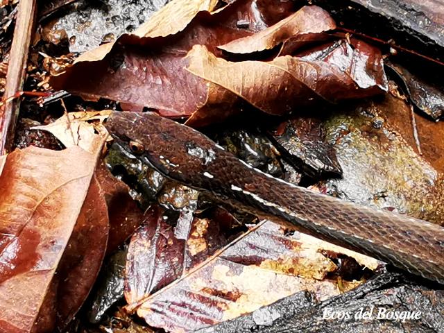 Coniophanes fissidens (Culebra de vientre amarillo)