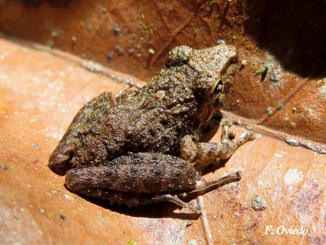Craugastor bransfordii (Rana de hojarasca)