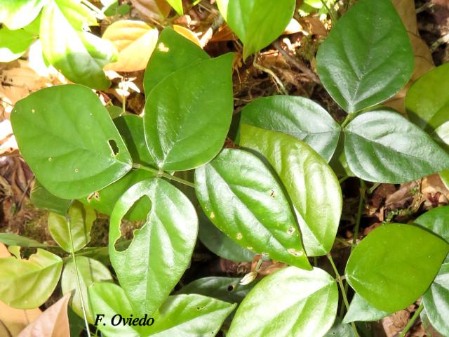 Desmodium axillare (Pega-pega)
