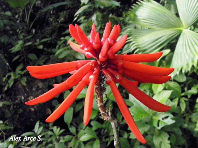 Erythrina gibbosa (Poró)