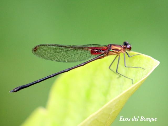 Hetaerina cruentata (Caballito escarlata)