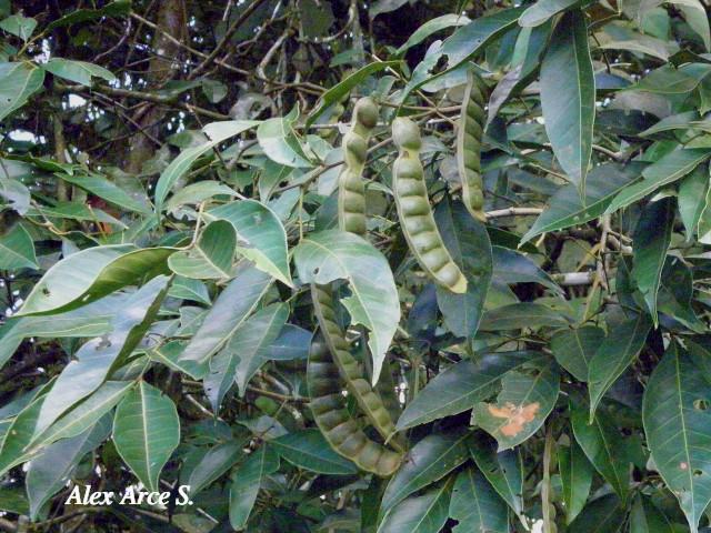 Inga punctata (Cuajiniquil)