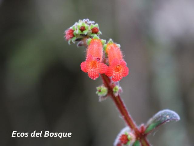 Kohleria spicata