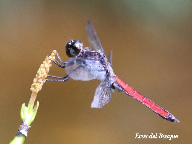 Libellula herculea ( Rayadora hercúlea)