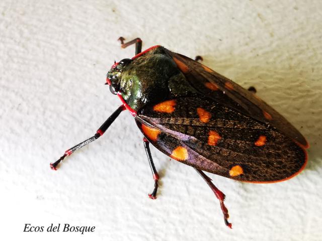 Mahanarva costaricensis (Salivazo)