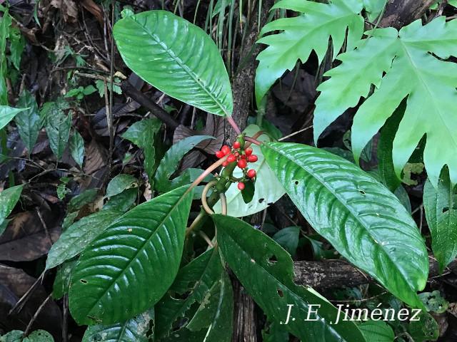 Notepleura uliginosa