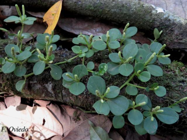 Peperomia silvivaga