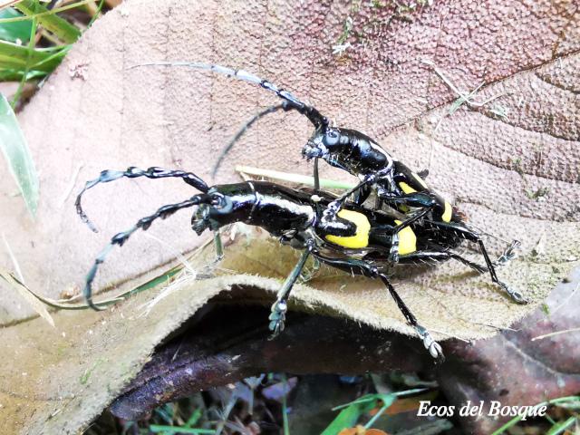 Platyarthron chilense