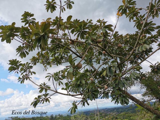 Pouteria sapota (Zapote, Mamey colorado)