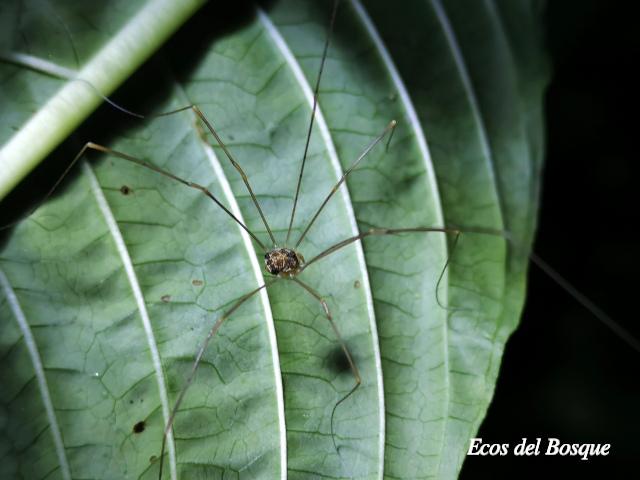 Prionostemma sp02 (Patones)