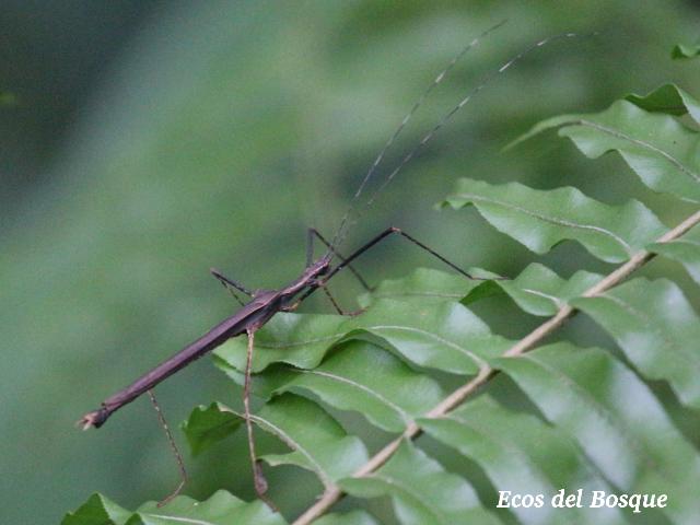 Pseudophasma unicolor (Juan palo)