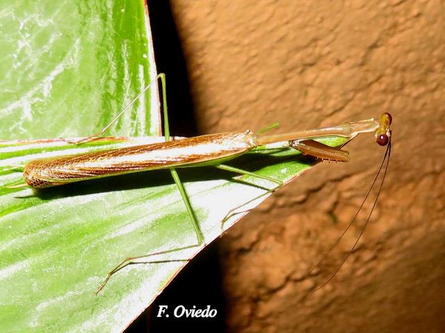 Stagmomantis venusta (Mantis Religiosa)