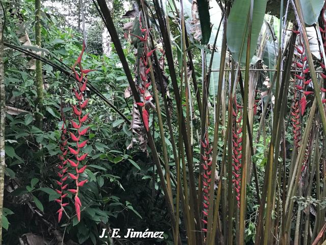 Heliconia longa
