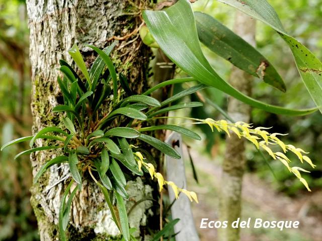 Specklinia costaricensis