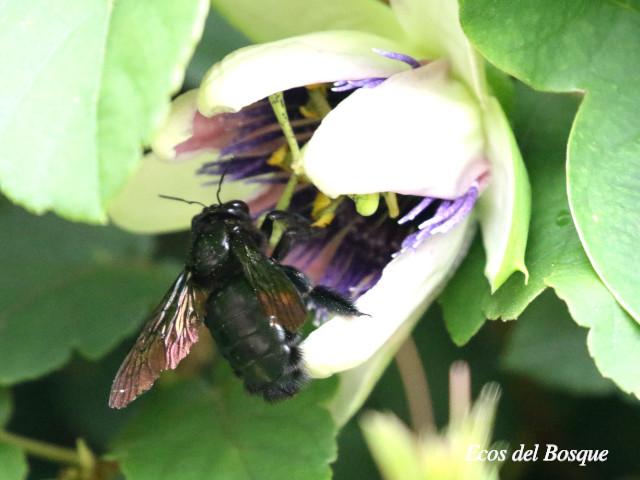Xylocopa frontalis (Abeja carpintera)