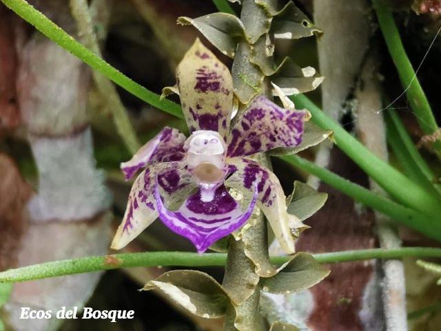 Dichaea poicillantha