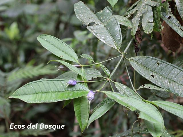 Faramea suerrensis