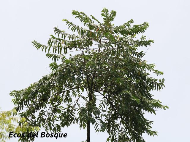 Laetia procera (Manga larga colarada)