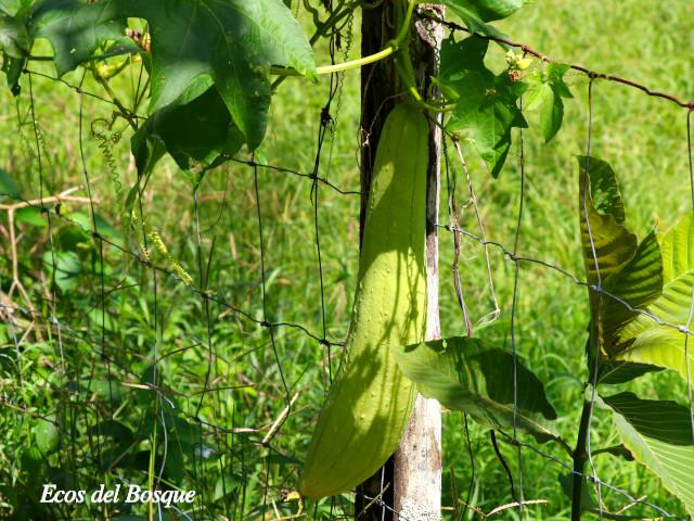 Luffa aegyptiaca (Paste, estopón)