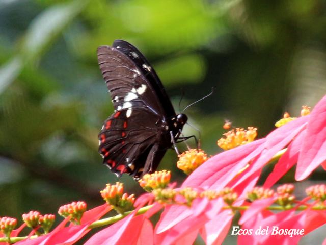 Pterourus birchallii bryki (Cola de golondrina verde lavado)
