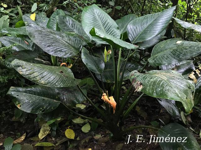 Dieffenbachia nitidipetiolata (Sainillo)
