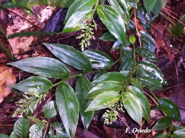 Ichnanthus nemorosus