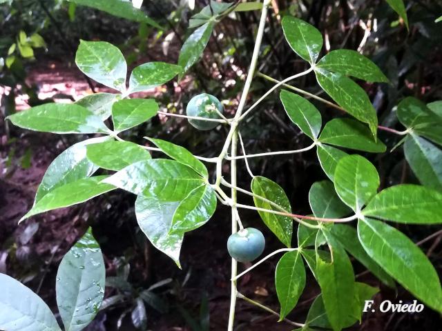 Manihot brachyloba (Yuca silvestre)