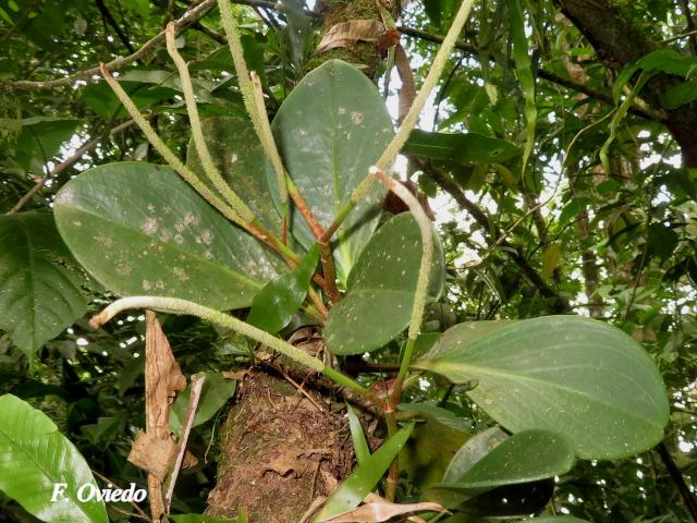 Peperomia obtusifolia