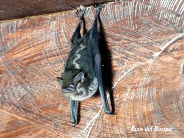 Saccopteryx bilineata (Murciélago listado)