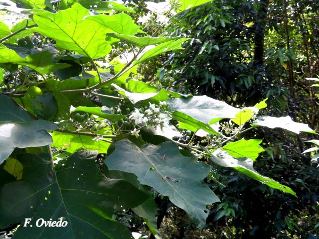 Solanum torvum (Berenjena cimarrona)
