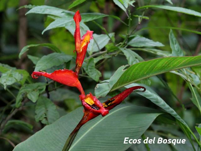 Heliconia irrasa