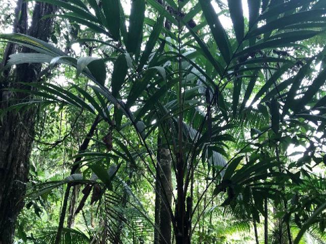 Pholidostachys pulchra