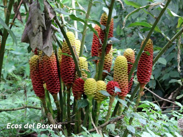 Zingiber spectabile (Maracas)