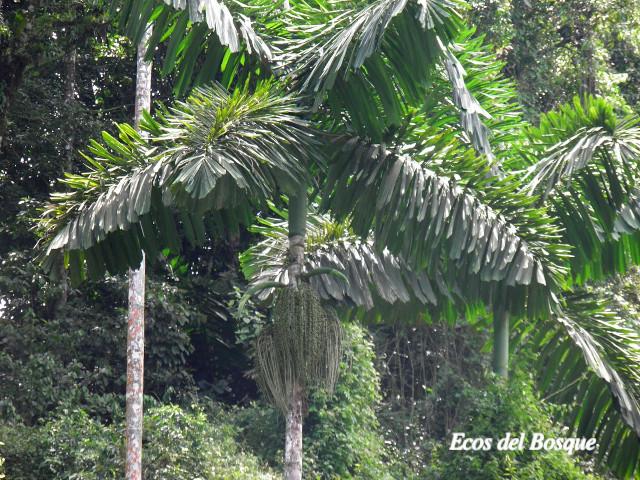 Iriartea deltoidea (Palmilera)