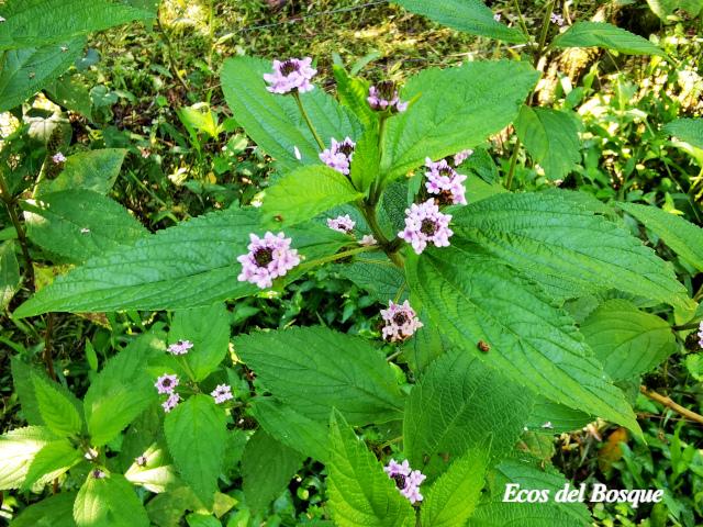 Lantana trifolia (Cuasquite)
