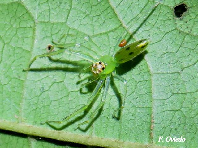 Lyssomanes sp 