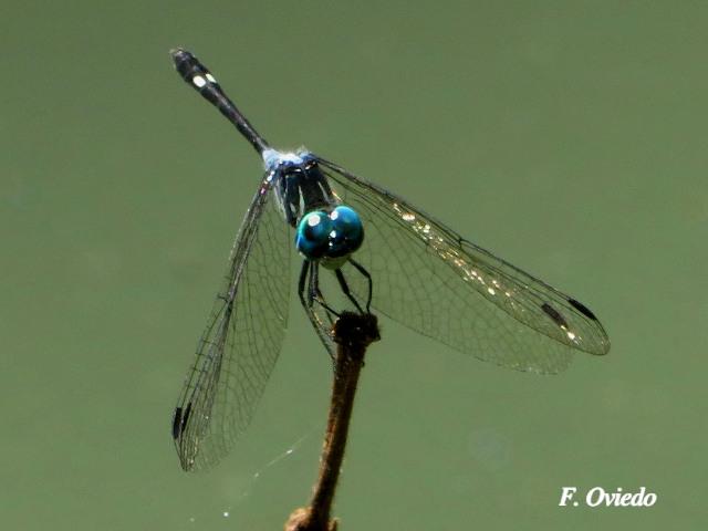 Micrathyria pseudeximia (Pequeña presuntuosa de pantano)