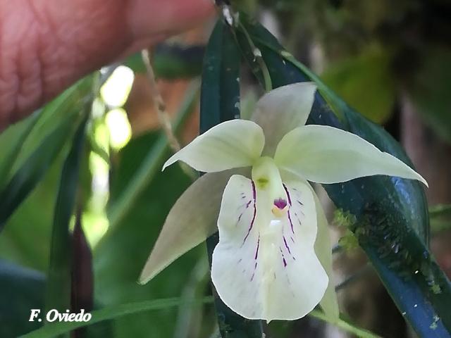 Scaphyglottis pulchella