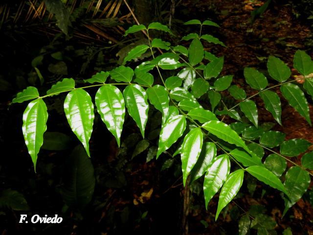 Strychnos panamensis (Huevos de toro)