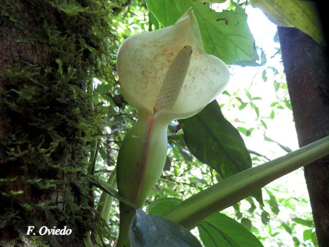 Syngonium standleyanum