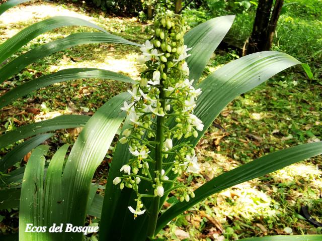 Xiphidium caeruleum (Cola de gallo, Espadaña)