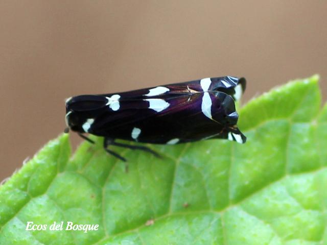 Apateson albomaculatum