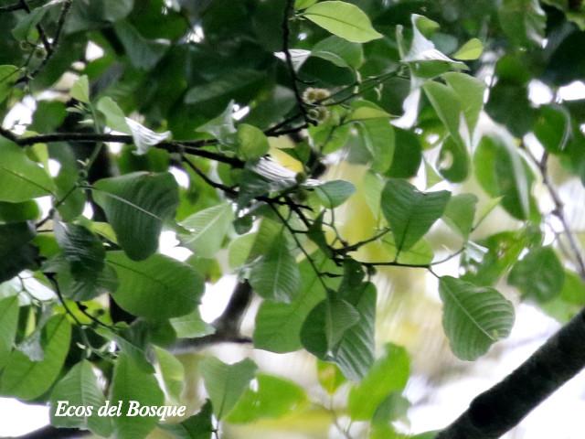 Brosimum alicastrum (Ojoche)