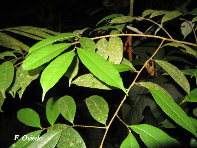 Brosimum guianense (Azulillo, Granadillo)